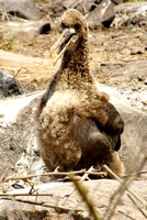 Jonge  albatros