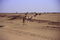 Dromedaris in de woestijn
