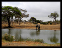 Elephant at Klopperfontein