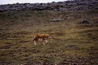 Simien wolf