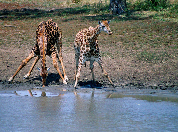 Drinkende giraffen