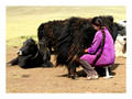 Milking the yaks