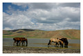 Horses at the lake