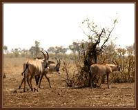 Roan antilope
