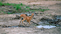 Steenbok