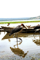 Haven van Awassa