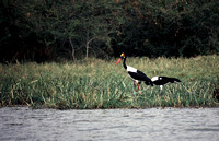 Saddle billed storks