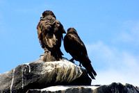 Galápagos Hawks