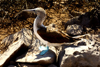 Blue footed Booby