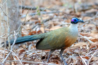 Giant coua Kirindy Forest