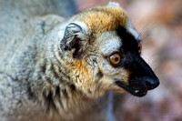 Red fronted brown lemur Kirindy forest
