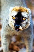 Red fronted brown lemur Kirindy forest
