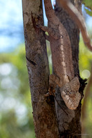 Chameleon Kirindy forest