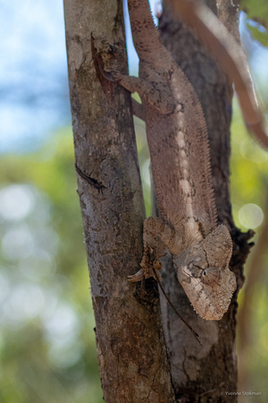 Chameleon Kirindy forest