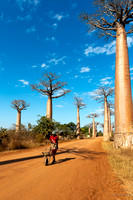 Avenue du baobab
