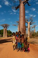 Avenue du baobab