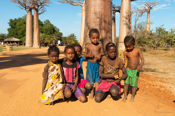 Avenue du baobab