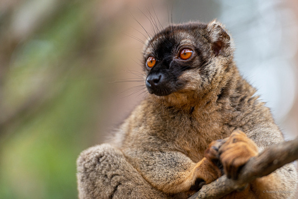 Common brown lemur Andasibe