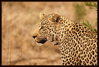 Kruger National Park 2011