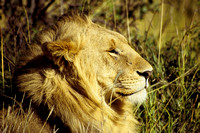Leeuw in Masai Mara