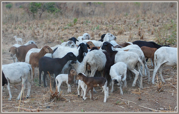 Semi nomadic Fulani livestock