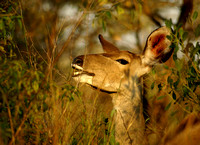 Kruger National Park 2007