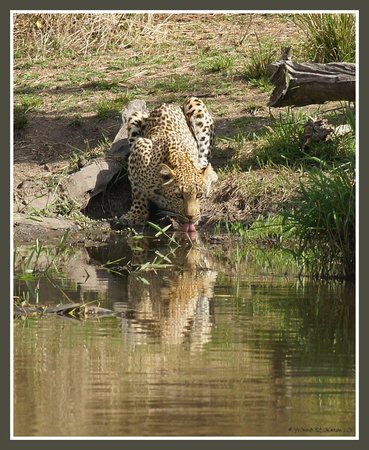 Drinking leopard at Lake Panic