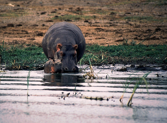 Nijlpaard met jong