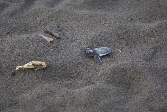 Schildpadje op weg naar zee