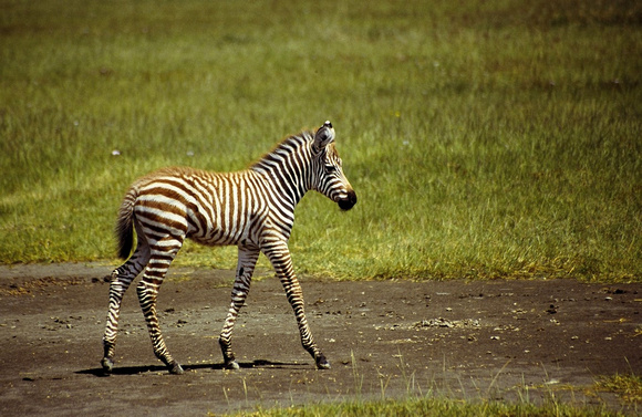 Zebra jong
